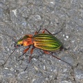 Goldglänzender Laufkäfer (Carabus auronitens)